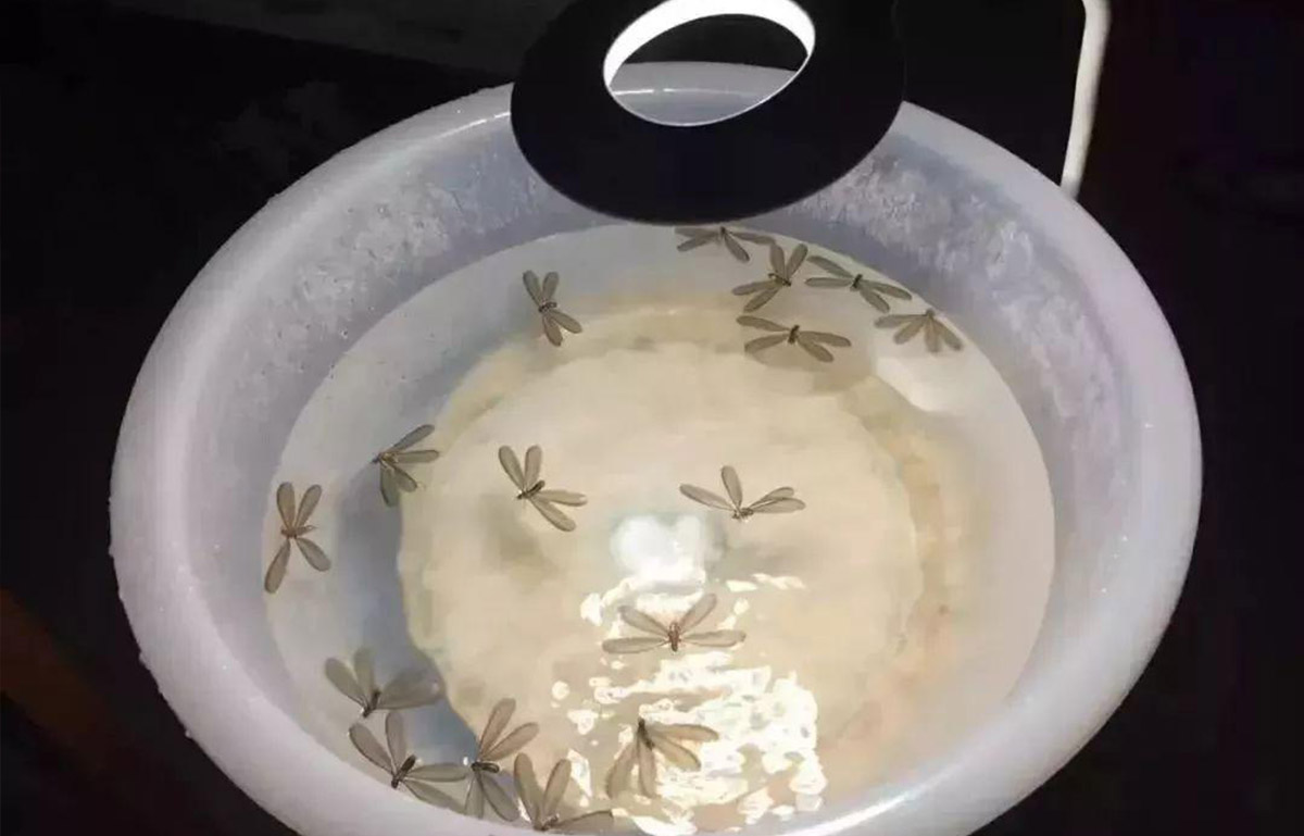 新建房屋白蟻有翅成蟲預(yù)防措施-01.jpg