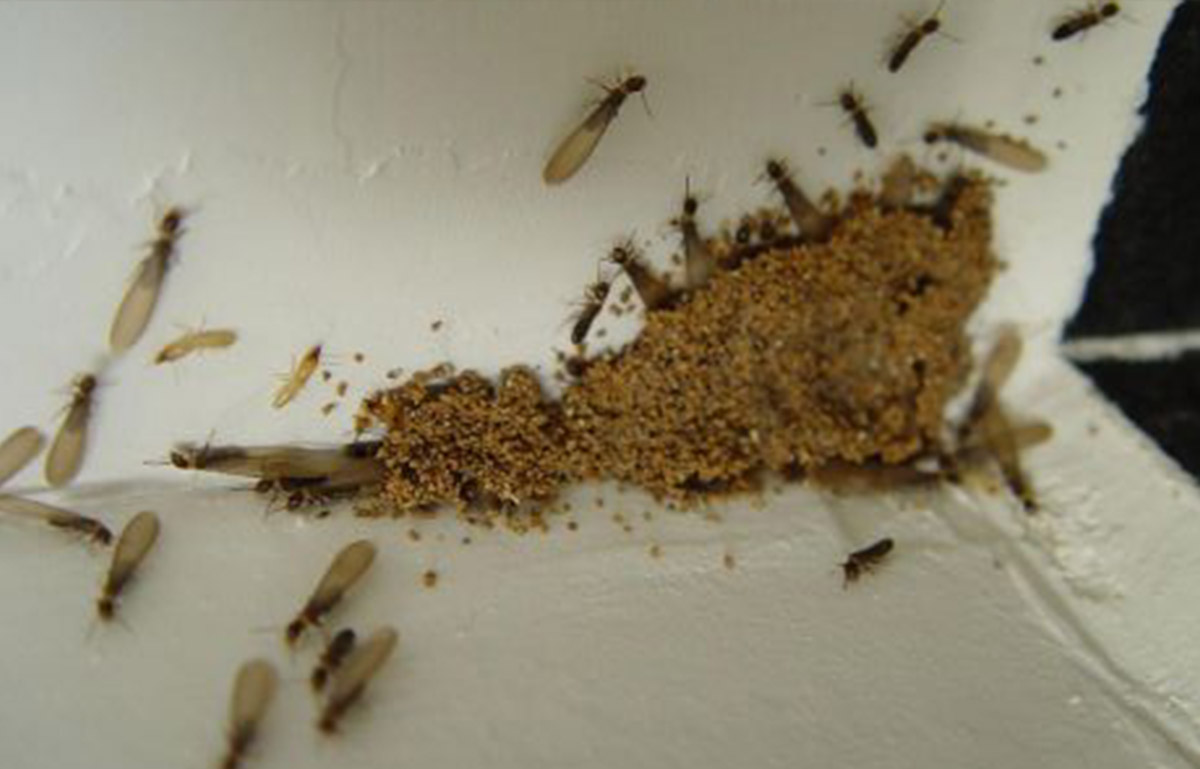 教你怎么寻找台湾乳白蚁的巢穴-03.jpg
