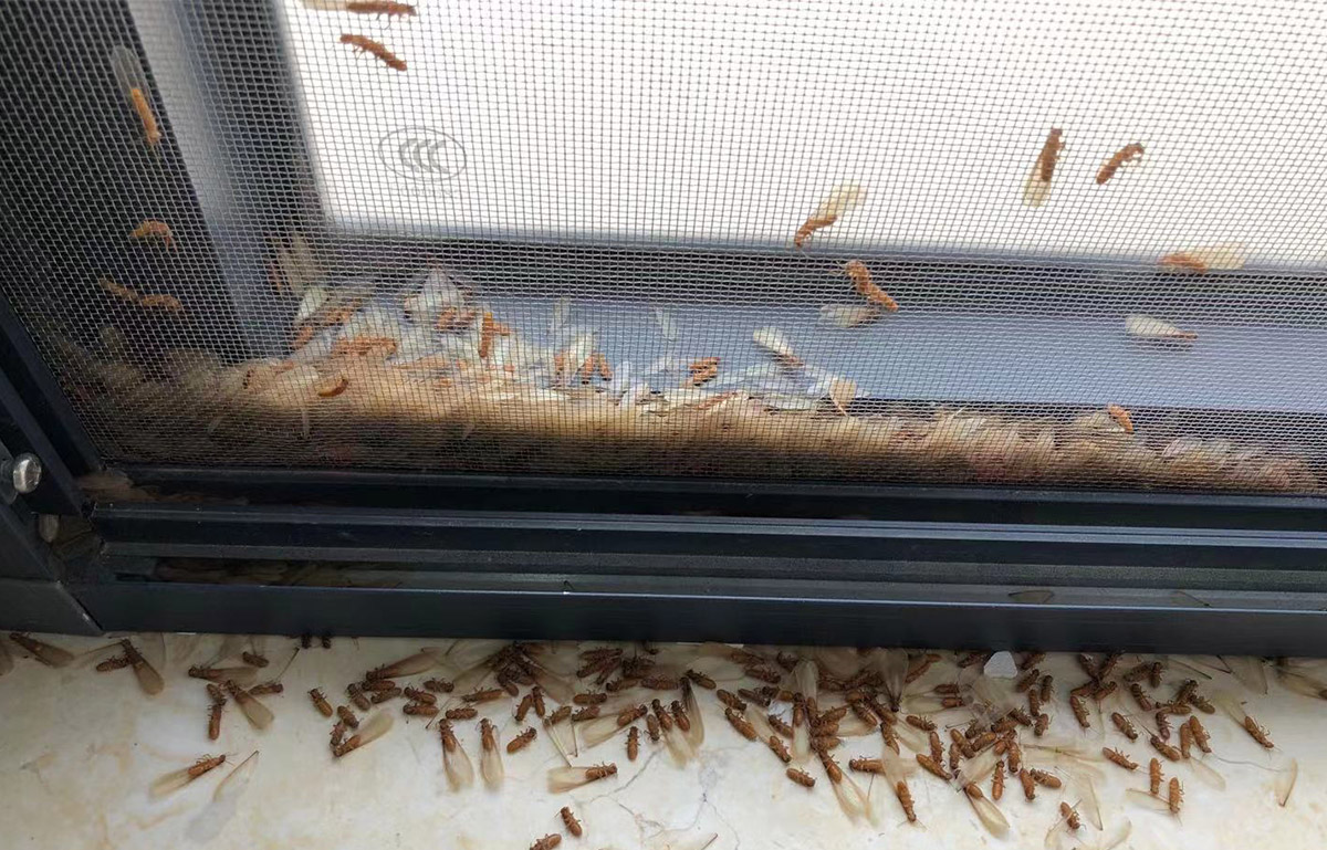 鋼筋混凝土的建筑物也能被白蟻侵蝕？-03.jpg